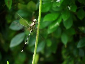 狹腹灰蜻 (杜松蜻蜓)