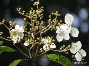 華八仙(華南分布)