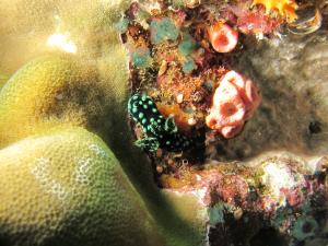 IMG_2554 Nembrotha cristata 雞冠多角海蛞蝓