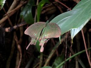 大琉璃紋鳳蝶