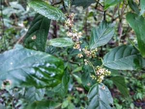 臺灣山桂花