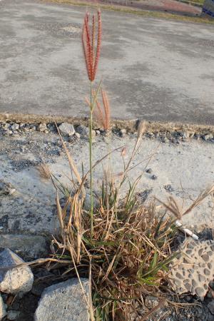 虎尾草、刺虎尾草、孟仁草