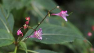 棣慕華鳳仙花