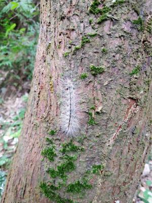 閃光苔蛾