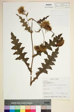 Cirsium japonicum DC. var. takaoense Kitam._標本_BRCM 5814