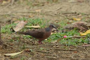 珠頸斑鳩