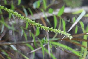 細葉零餘子草