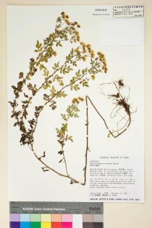 Chrysanthemum arisanense Hayata_標本_BRCM 7503