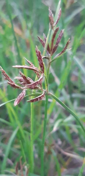 香附子 (香頭草)