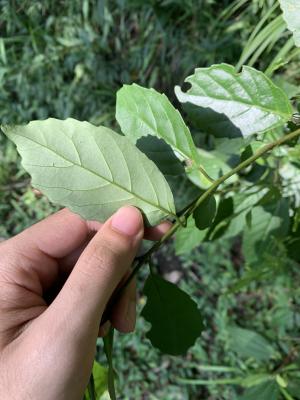 臺灣山桂花