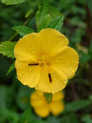 黃時鐘花