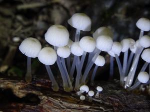 Roridomyces lamprosporus(孢光滴小菇)