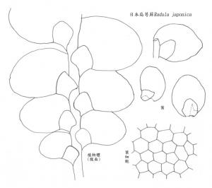 日本扁萼蘚