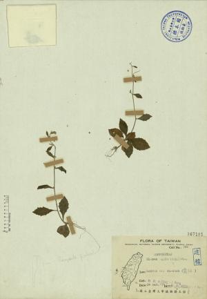 Blumea mollis (D. Don) Merr._標本_BRCM 3900