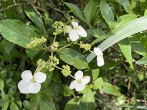 華八仙(華南分布)