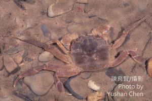 日本絨螯蟹