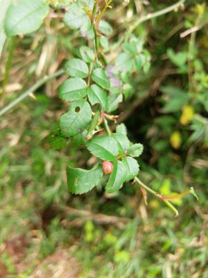 高山薔薇