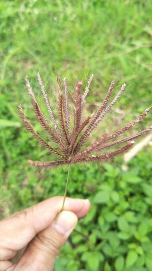 虎尾草、刺虎尾草、孟仁草