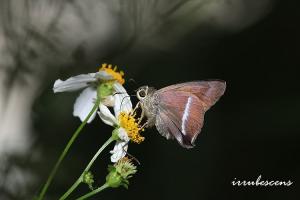 H02-2 尖翅絨弄蝶