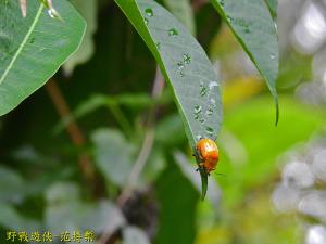 黄色凹缘跳甲 (大黃葉蚤)