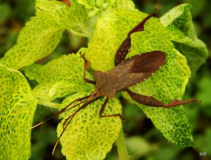 Rhamnomia dubia  (Hsiao, 1963)