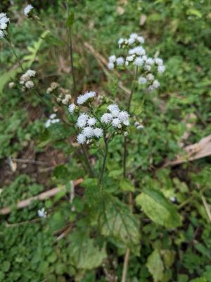 勝紅薊 (藿香薊)