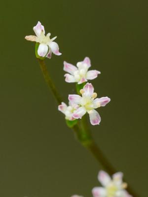 鴨兒芹