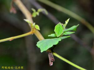 波葉山螞蝗