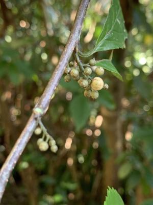 臺灣山桂花