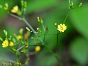 黃鵪菜