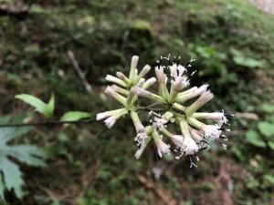 高山破傘菊