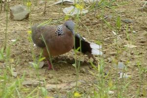 珠頸斑鳩