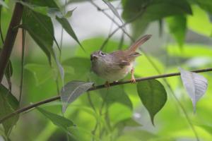 繡眼畫眉