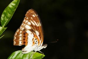 20091002_347148_Limenitis sulpitia tricula_a.jpg