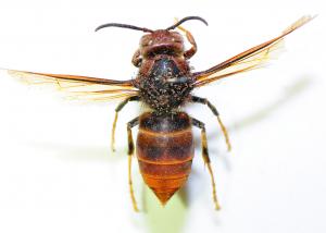 黃腳虎頭蜂 Vespa velutina