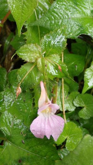 紫花鳳仙花