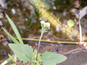 勝紅薊 (藿香薊)