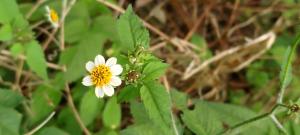 小白花鬼針