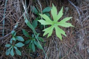 高山破傘菊