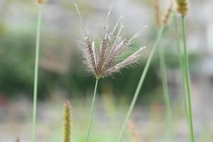 虎尾草、刺虎尾草、孟仁草