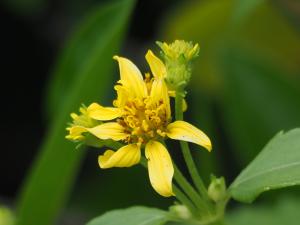 雙花蟛蜞菊