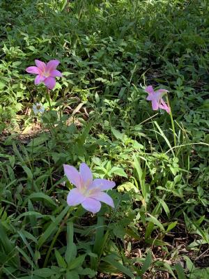 粉紅風雨花 韭蓮