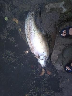 鎧甲弓背魚 (弓背魚 七星刀 東洋刀)