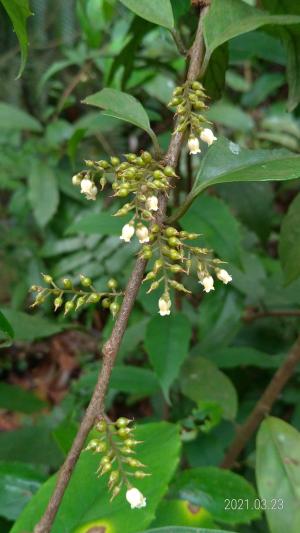 山桂花