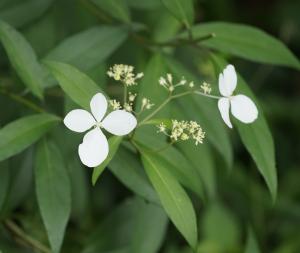 華八仙(華南分布)