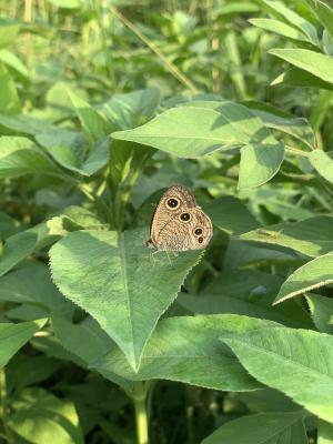 台灣波紋蛇目蝶