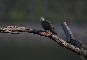 珠頸斑鳩