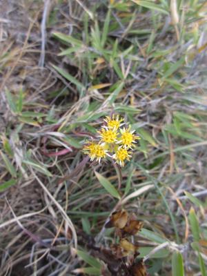 一枝黄花 (金鎖 野黄菊)