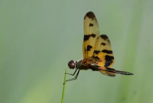 斑麗翅蜻 (arria 亞種)