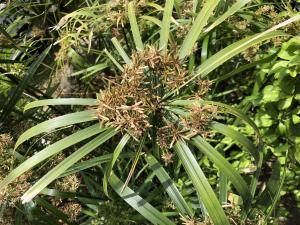 風車草